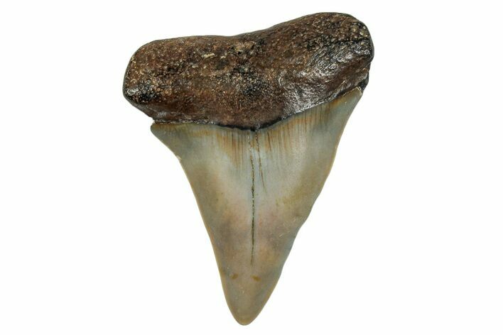 Fossil Broad-Toothed Mako Shark Tooth - North Carolina #272965
